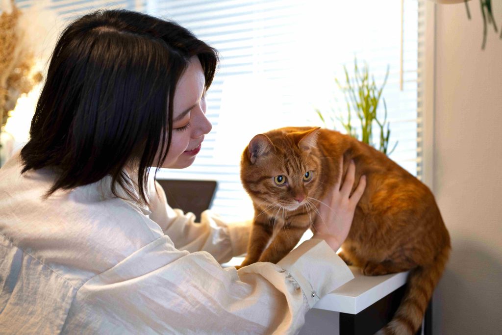 How Cat boarding Dubai Reduces Separation Anxiety